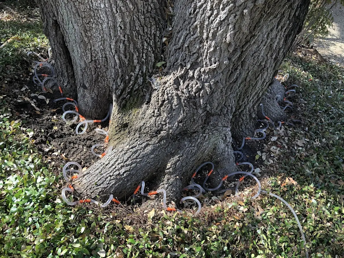Detailed Tree Cabling and Bracing job site in Ideal