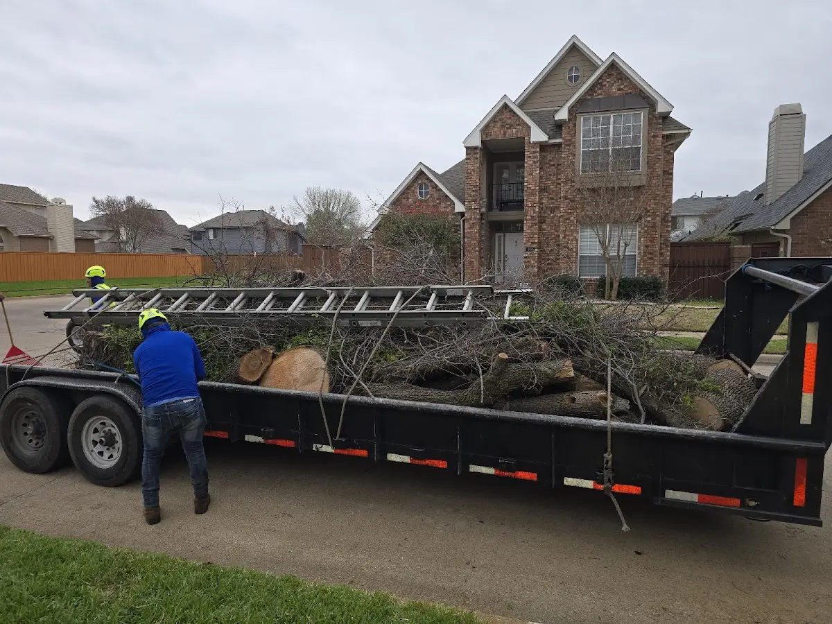 Expert Tree Fertilization with proper safety equipment in Ideal